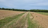 Trail Walking Boissy-le-Cutté - Boucle des Ravelins, circuit balisé bleu au départ de Boissy-le-Cutté - Photo 20