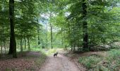 Tocht Stappen Chiny - Vallée de l’Eau - Photo 8