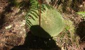 Tocht Stappen Fontainebleau - 190710 salamandre  - Photo 2