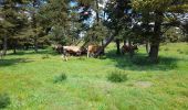 Percorso Marcia Peyre en Aubrac - live Aumont Aubrac - Nasbinals  - Photo 16