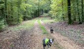 Randonnée Marche Martelange - Dans l’intimité d’une forêt  - Photo 7