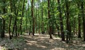 Tocht Stappen Hechtel-Eksel - Promenade vers la piste dans les arbres  - Photo 3