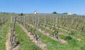 Randonnée Marche Marlenheim - Circuit sur les hauteurs de Marlenheim - Wasselonne autour du Stephansberg - Photo 2