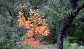 Trail Walking Signes - SityTrail - 2716301 - sur-les-chemins-de-manon-des-sources - Photo 16