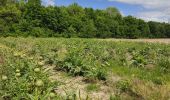 Randonnée Marche Saulx-les-Chartreux - La Boëlle - Photo 2