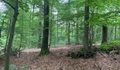 Randonnée Marche Beauvechain - #240524b - Forêt de Meerdael, drève et étang de Warande - Photo 3