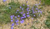 Tour Wandern La Motte-Chalancon - La Motte Chalancon - Plateau de la Chau - Photo 14