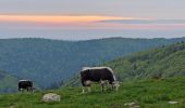 Tocht Stappen Sondernach - 2023-05-19 WE Marche Bivouac Massif du Hohneck - Photo 6