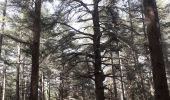 Randonnée Marche Bonnieux - Forêt des cèdres - Photo 3