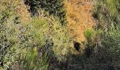 Randonnée Marche Sournia - sournia arbre remarquable - Photo 7