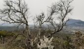 Trail Walking Cuers - Cuers .la bouisse , le roucas de mounier - Photo 6