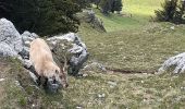 Trail Walking La Roche-sur-Foron - GLIERES / BORNES: LE CHENET - SUR COU - COL DU FREU - ROCHE PARNAL - COL DU CABLE - BALME - Photo 11