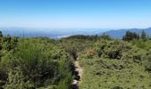 Tour Wandern Céret - pic des salines depuis fontfrede via coll del pou de la neu . pic des salines .coll des cirerers  . fontfrede - Photo 5