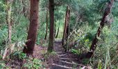 Trail Walking Flamengos - FAI GR01 : De volcan en volcan, Faial, Azores - Photo 18