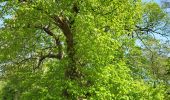 Trail Walking Havelange - Barvaux en Condroz 220425 - Photo 6