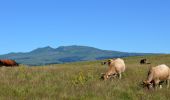 Tour Wandern Égliseneuve-d'Entraigues - Egliseneuve_Entraigues_Cime_Pres - Photo 1