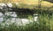 Trail Walking Sainte-Anne - Saragotte  - Photo 6