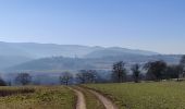 Trail Horseback riding Gresswiller - 2019-02-17 Balade Picnic Dinsheim - Photo 4