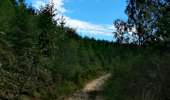 Tocht Stappen Eupen - Promenade de la forêt des ducs   - Photo 3