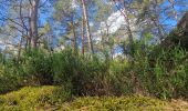 Randonnée Marche Fontainebleau - Boucle 20 km Fontainebleau vert galant - Photo 9