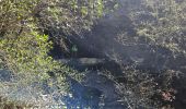 Trail Walking Plan-d'Aups-Sainte-Baume - Plan d'Aups-Sainte Baume - Photo 7