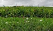 Randonnée Marche Fleurie - les vignes de Fleurie - Photo 6