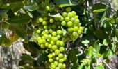 Tour  Puget-sur-Argens - Lieutenante - Pierre du Coucou / bis - Photo 1