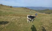 Randonnée Marche Breitenbach-Haut-Rhin - auberge Lameysberg  - Photo 8