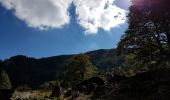 Excursión Senderismo Le Valtin - Col de la Schlucht - sentier des Roches - Petit Honneck - Honneck - Trois Fours - Photo 17