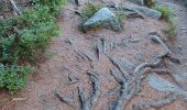 Trail Walking Orbey - Lac noir lac blanc  - Photo 1