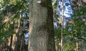 Excursión Senderismo Tervuren - Arboretum tra Nuovo e Vecchio mondo (castanea dentata) - Photo 1