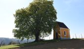 Tour Zu Fuß Feldbach - Himmel Erden Weg - Photo 8