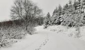 Tour Wandern Büllingen - Murringen - Weissen Stein - Murringen  - Photo 13