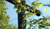 Percorso A piedi Wiesenbach - Rundwanderweg Am Sportplatz 2: Judenwald-Weg - Photo 2