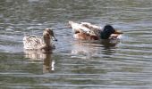 Tour Wandern Eijsden-Margraten - 20240523 - Balade ornithologique Oost Maarland - 2.2 Km - Photo 3