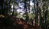 Trail Walking Masevaux-Niederbruck - Les Dames nobles de Masevaux  - Photo 12
