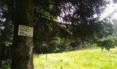 Tour Wandern Storckensohn - Urbes - Gazon vert - Photo 20