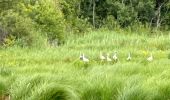 Randonnée Marche nordique Vendays-Montalivet - Marais de la Perge - Photo 14