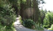 Percorso A piedi Sconosciuto - Rostrevor Forest - Slievebane Trail - Photo 4