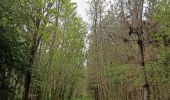 Tour Wandern Villefargeau - Boucle de 11 km à Villefargeau 89240 - Photo 2