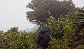 Randonnée Marche Le Morne-Vert - piton du Carbet par morne modeste - Photo 3