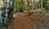 Excursión Senderismo Auxelles-Haut - boucle auxelles-haut, super planche et étang des belles filles  - Photo 12