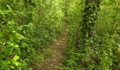 Trail Walking Saint-Hilaire - Saint-Hilaire - Géosite et abri gravé - Photo 18