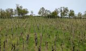 Tour Wandern Mittelweier - Mittelwihr - Nécropole de Sigolsheim - Riquewihr - Hunawihr - Zellenberg - Photo 20