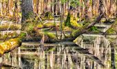 Tour Zu Fuß Bestensee - Sutschke-Rundwanderweg - Photo 2