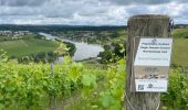 Trail Walking Stadtbredimus - Stadbredimus L2L - Photo 1