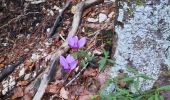 Trail Walking Kranjska Gora - pericnik excursion - Photo 8