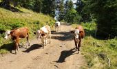 Randonnée Marche Châtel - Boucle Pré  la Joux - Col de Bachassaux - Photo 5