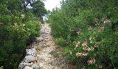 Randonnée Marche Castellet-en-Luberon - Mourre du Grd Lubéron, crêtes et versant Nord  - Photo 7