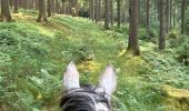 Tocht Paardrijden Habay - Forêt de Rulles - Photo 3